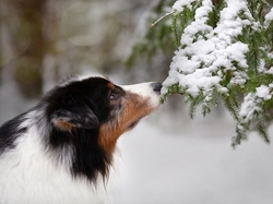 Śnieg, Owczarek australijski, Pies, Gałązki
